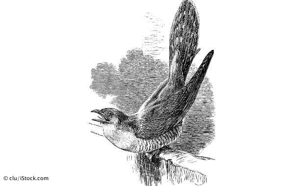 Bird, short story competition