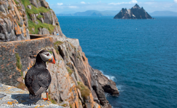 puffin on Skellig Michael, a wild island off the Atlantic coast 