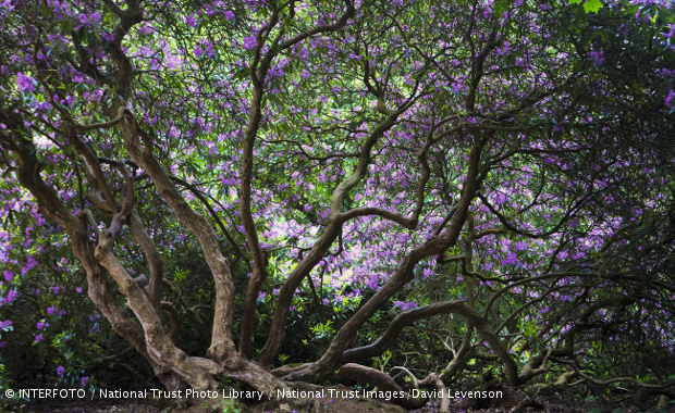 Rhododendrons