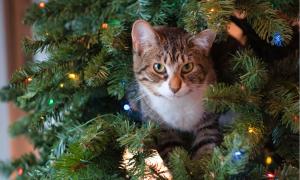 Katze in Weihnachtsbaum