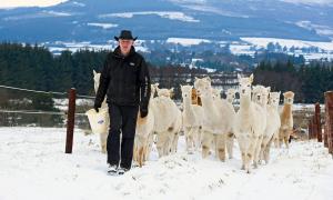 Joe Phelan with his alpacas