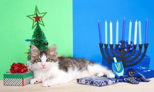 Katze auf Tisch mit Weihnachts- und Hanukkah-Symbolen