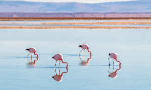 Flamingos
