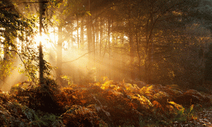 Sherwood Forest