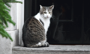 Larry the Cat