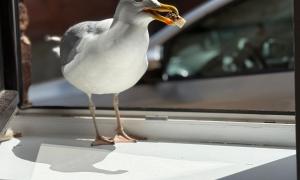 seagull