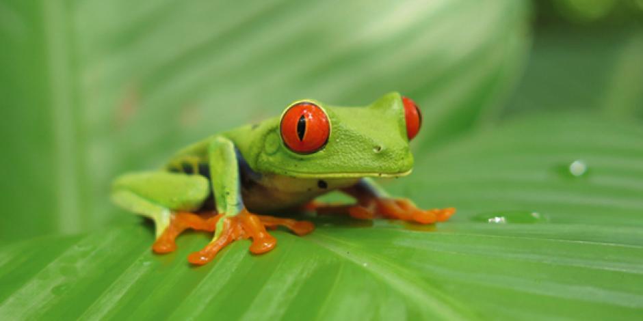 Ein tropischer Frosch aus Zentralamerika.