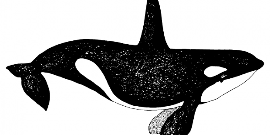 Orca, Schwertwal