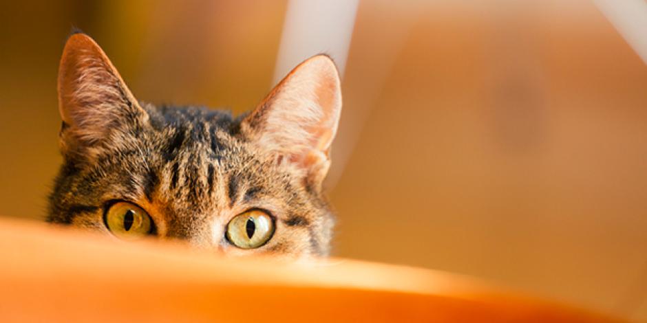 Katze schaut über einen Gegenstand