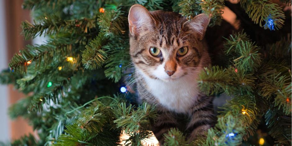 Katze in Weihnachtsbaum