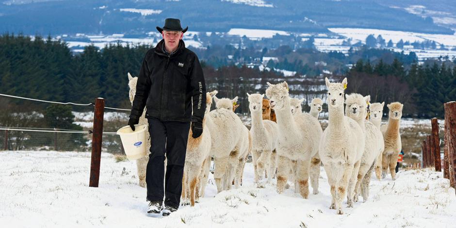 Joe Phelan with his alpacas