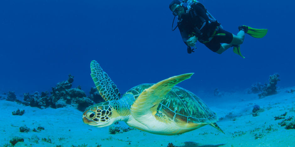 Taucher und Schildkröte