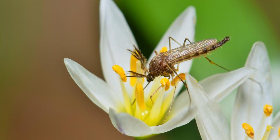 Mücke auf einer Blüte