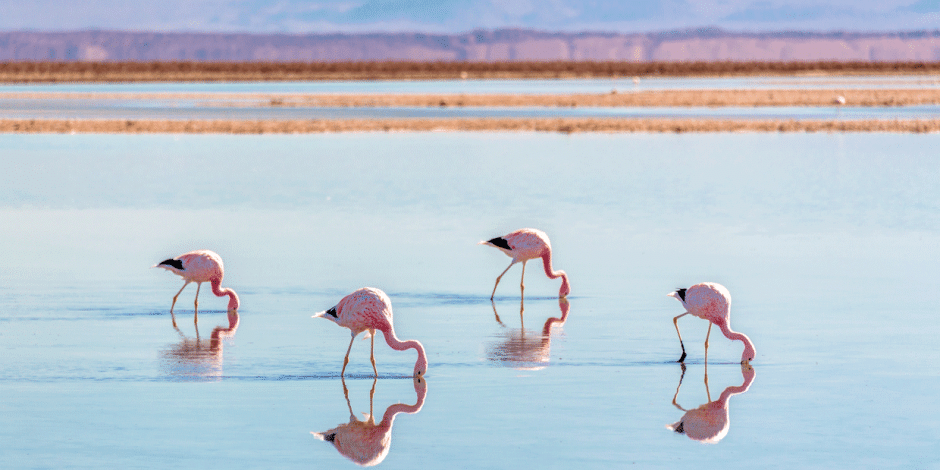 Flamingos