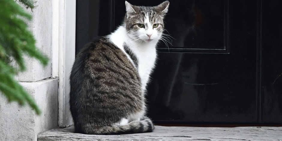 Larry the Cat