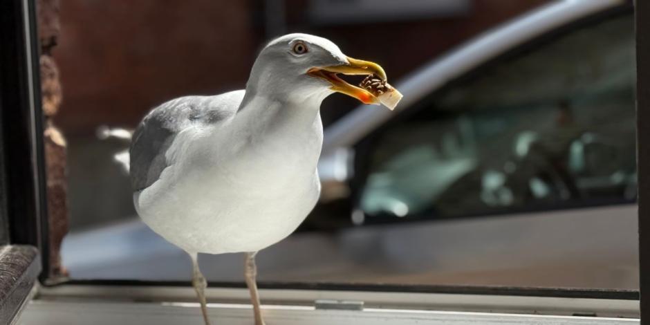 seagull