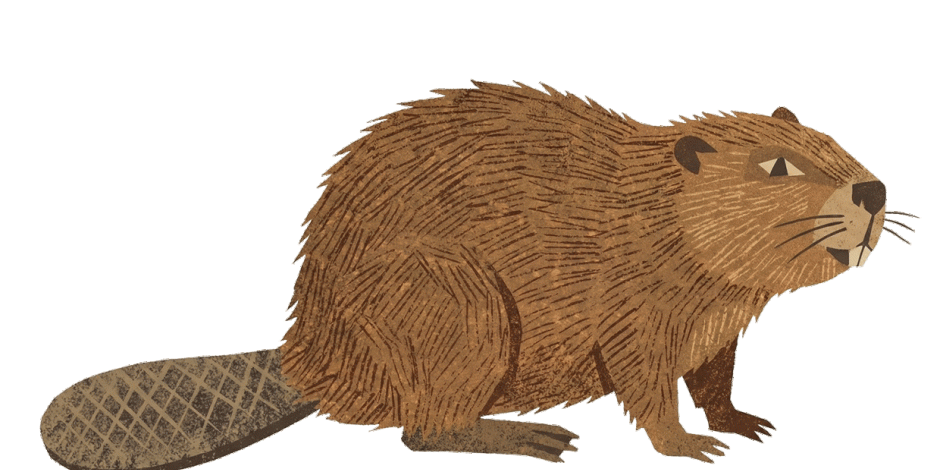 Beaver