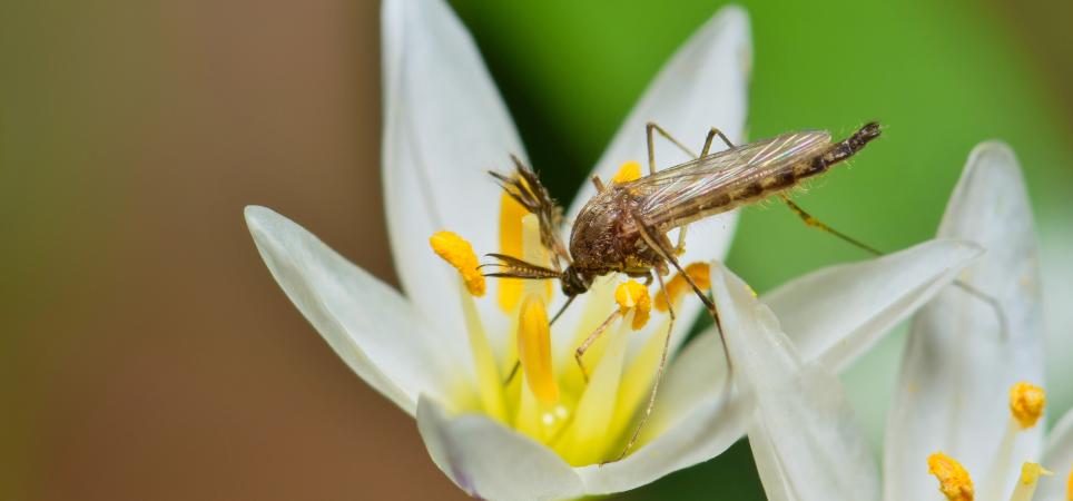 Mücke auf einer Blüte