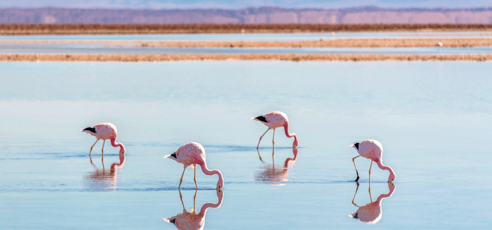 Flamingos