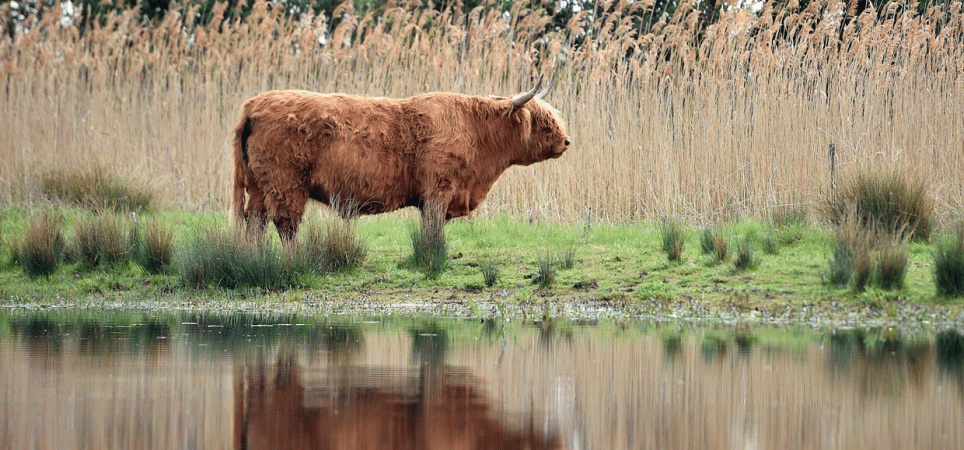 Kuh in den Fenlands