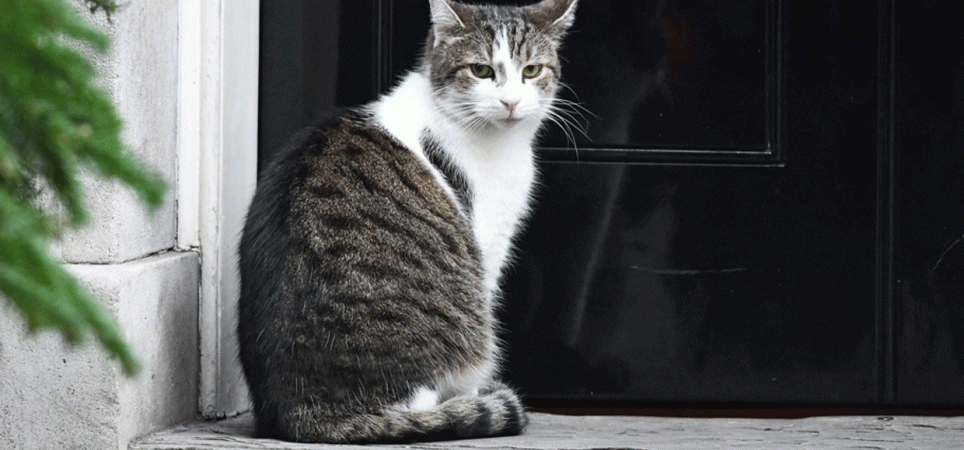 Larry the Cat