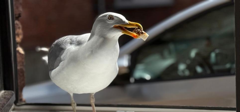 seagull