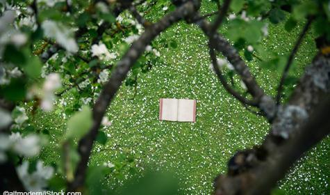 Buch im Wald