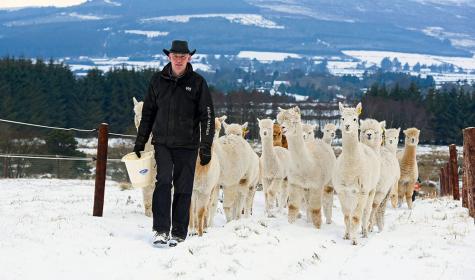 Joe Phelan with his alpacas