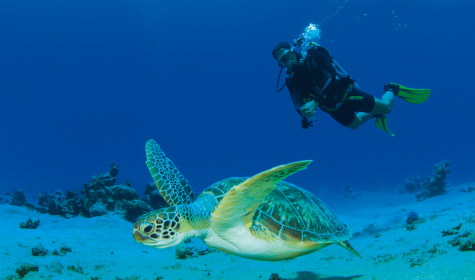Taucher und Schildkröte
