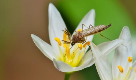 Mücke auf einer Blüte