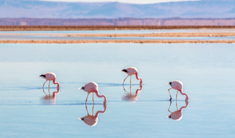 Flamingos