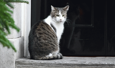 Larry the Cat